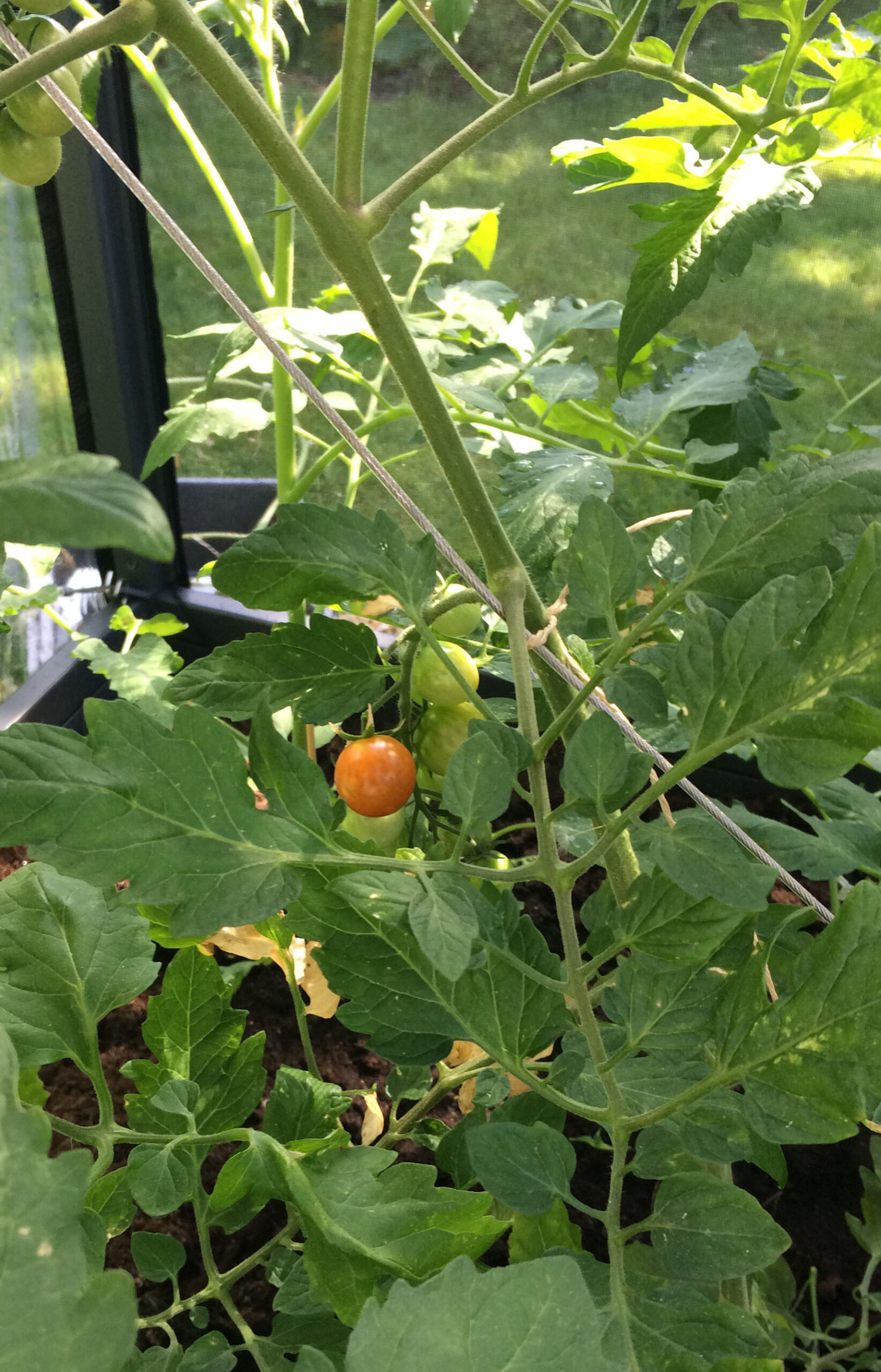 growcamp tomater