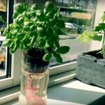 DIY: Sådan laver du et selvvandende system til dine planter