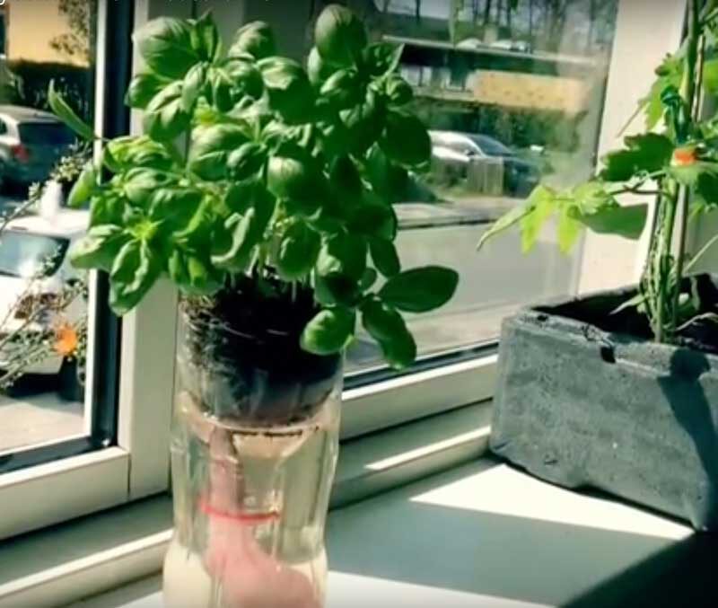 DIY VIDEO: Selvvandende planter